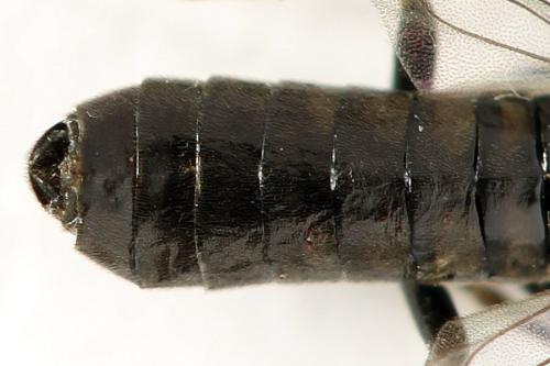 Empria pallimacula