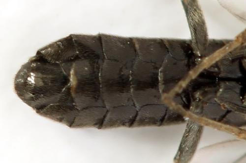 Réf. 319 851 : Empria pallimacula