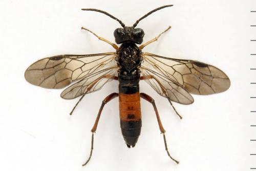 Taxonus agrorum