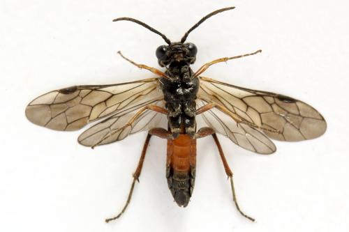 Taxonus agrorum