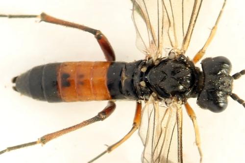 Taxonus agrorum