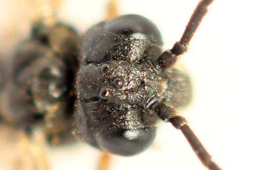 Taxonus agrorum