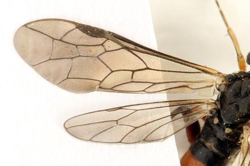 Taxonus agrorum