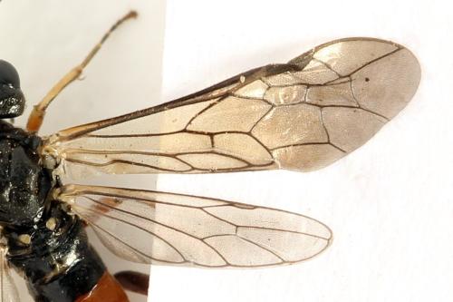 Taxonus agrorum