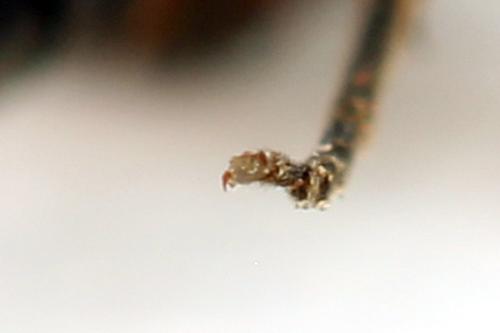 Taxonus agrorum