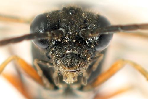 Taxonus agrorum