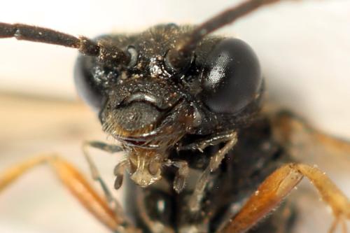 Taxonus agrorum