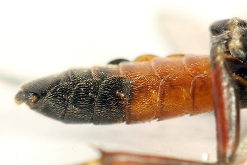 Taxonus agrorum