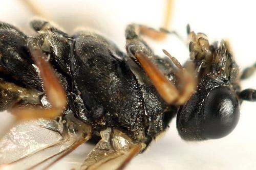 Taxonus agrorum