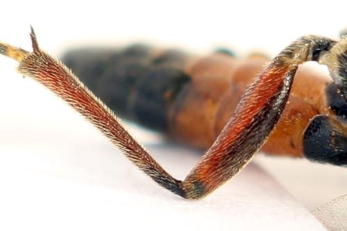 Taxonus agrorum
