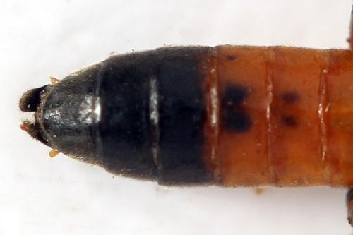 Taxonus agrorum