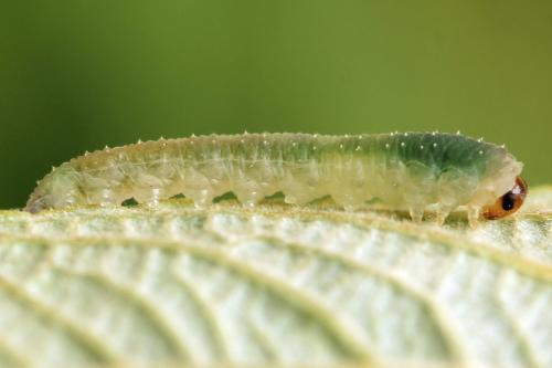 Ametastegia perla