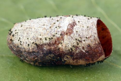 Réf. 319 401 : Cimbex femoratus