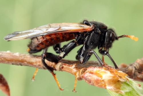 Réf. 319 402 : Cimbex femoratus