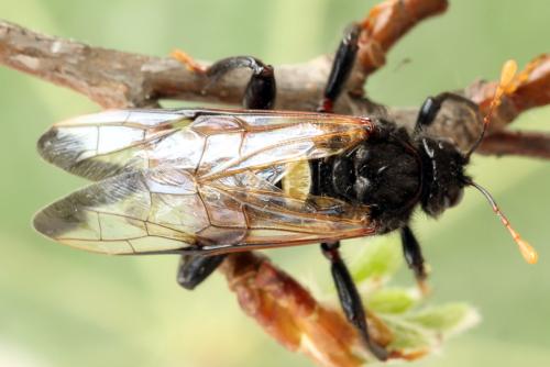 Réf. 319 403 : Cimbex femoratus