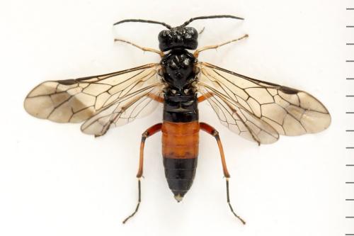 Taxonus agrorum