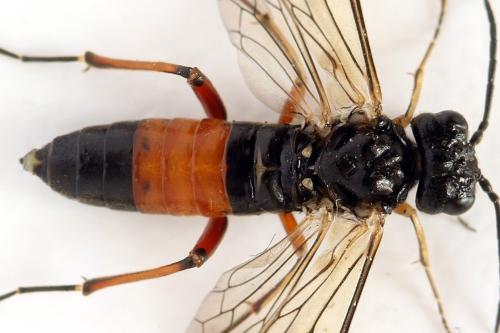 Réf. 319 938 : Taxonus agrorum