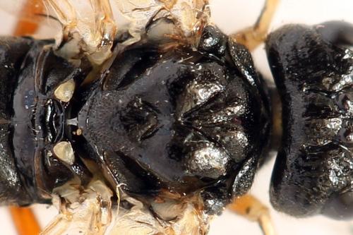 Taxonus agrorum