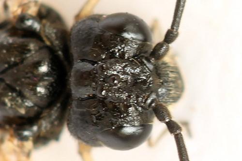 Taxonus agrorum
