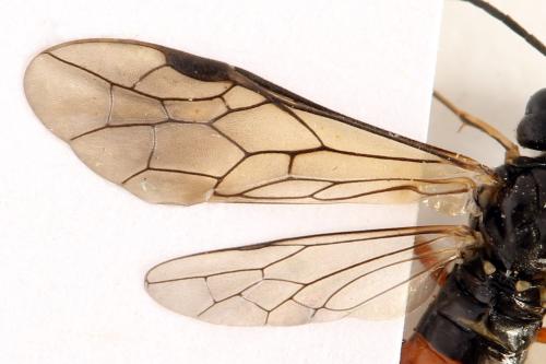 Réf. 319 941 : Taxonus agrorum