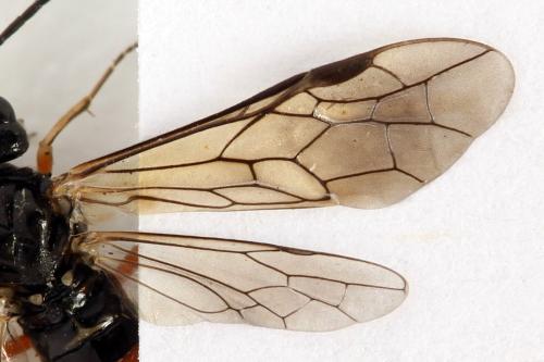 Taxonus agrorum