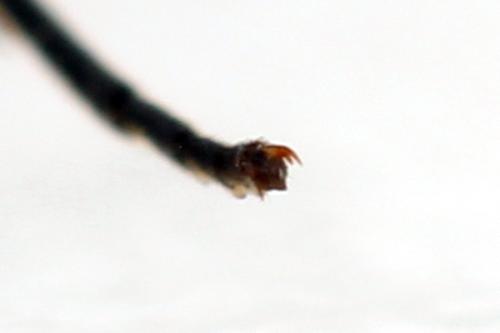 Taxonus agrorum