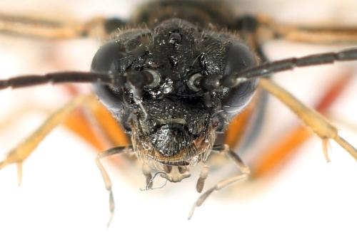 Taxonus agrorum