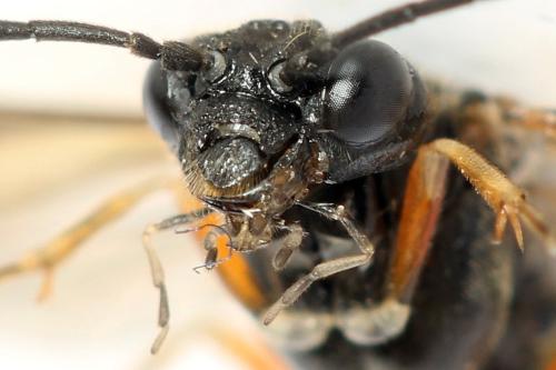 Taxonus agrorum