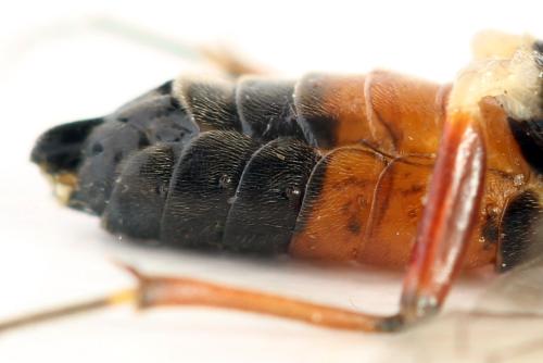 Taxonus agrorum