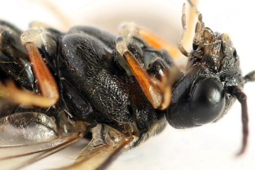 Taxonus agrorum