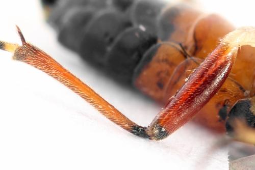 Taxonus agrorum
