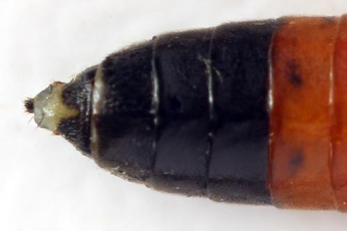 Taxonus agrorum