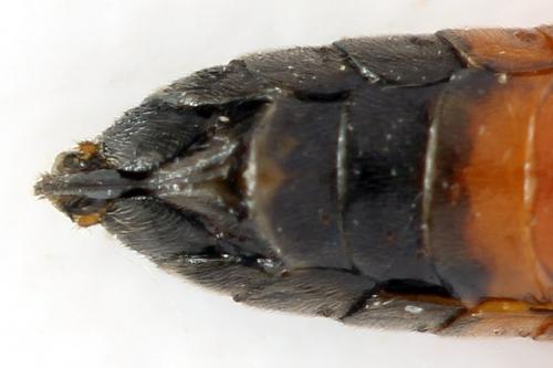 Taxonus agrorum