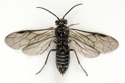 Empria tridens