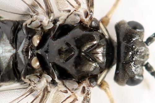 Empria tridens