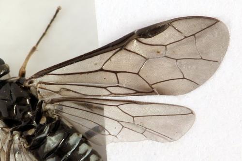 Empria tridens