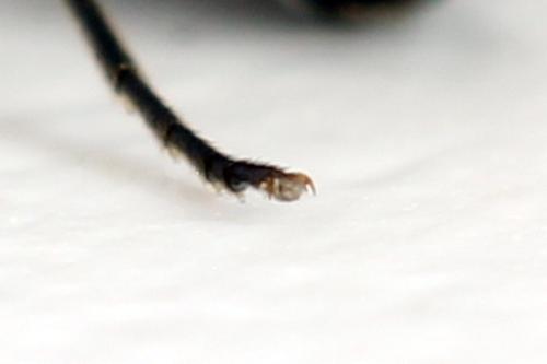 Empria tridens