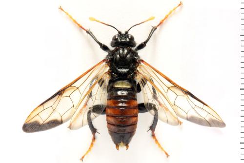 Réf. 319 404 : Cimbex femoratus