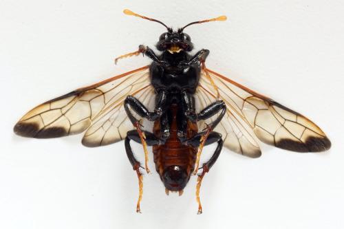 Cimbex femoratus