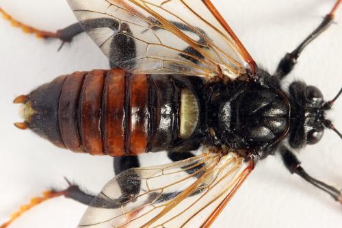 Réf. 319 406 : Cimbex femoratus