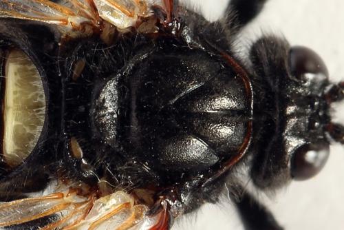 Cimbex femoratus