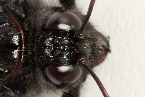Réf. 319 408 : Cimbex femoratus