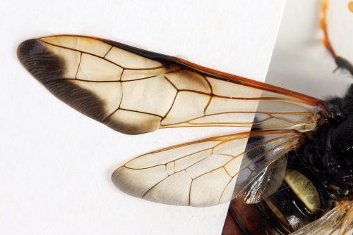 Réf. 319 410 : Cimbex femoratus
