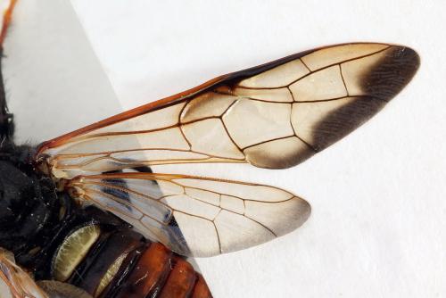 Cimbex femoratus