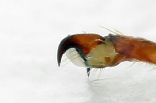 Cimbex femoratus