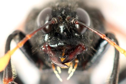 Cimbex femoratus
