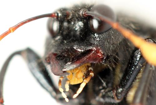 Réf. 319 414 : Cimbex femoratus