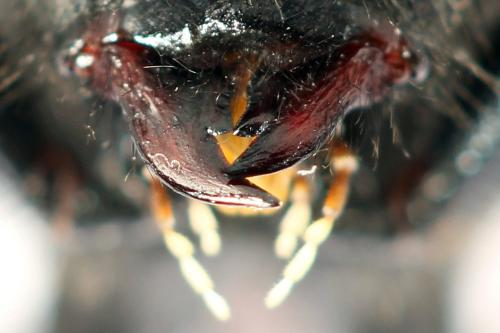 Réf. 319 415 : Cimbex femoratus