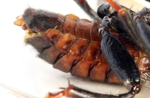 Réf. 319 416 : Cimbex femoratus