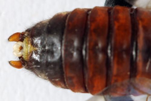 Réf. 319 418 : Cimbex femoratus